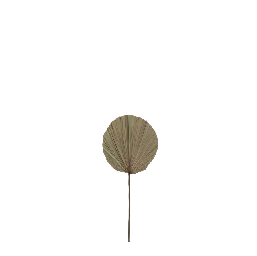 Homewares Amalfi | Dried Cut Fan Palm