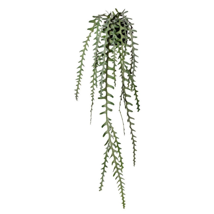 Homewares Amalfi | Hanging Fern-Cactus