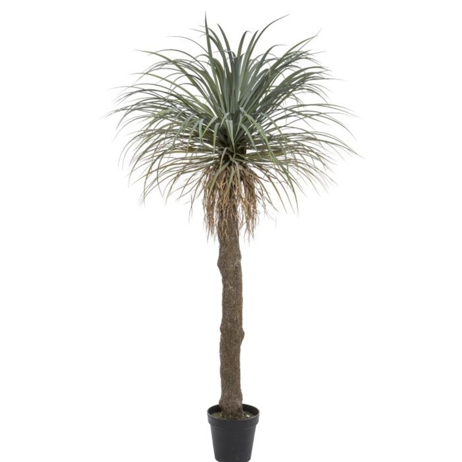 Homewares Amalfi | Rogue-Grass Tree-183Cm