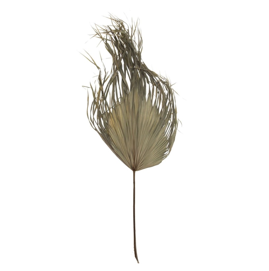 Homewares Amalfi | Dried Fan Palm